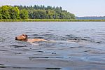 Ein Mann liegt in Badehose in einem See und lässt sich treiben. Sein Gesicht ist dem Himmel zugewandt und die Augen sind geschlossen.