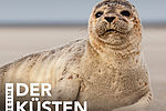 Cover_Folge_57_-_Raubtiere_mit_Knopfaugen.jpg