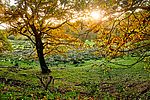 Treenetal_im_Herbst__c__photocompany.jpg