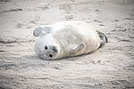 En babygråsæl på Helgoland. De søde efterkommere af Tysklands største rovdyr bliver født mellem november og januar på dybhavsøen. 